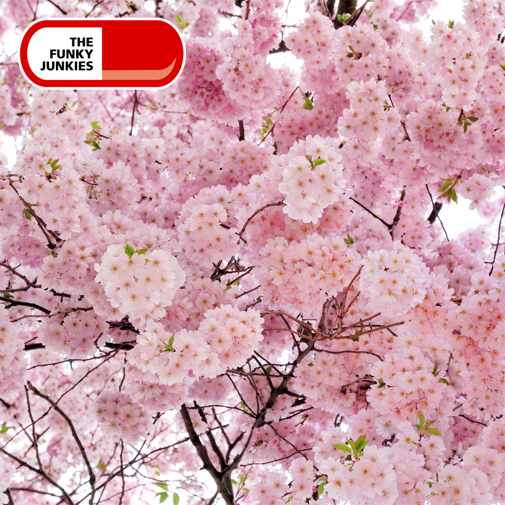 Country Folk : Spring