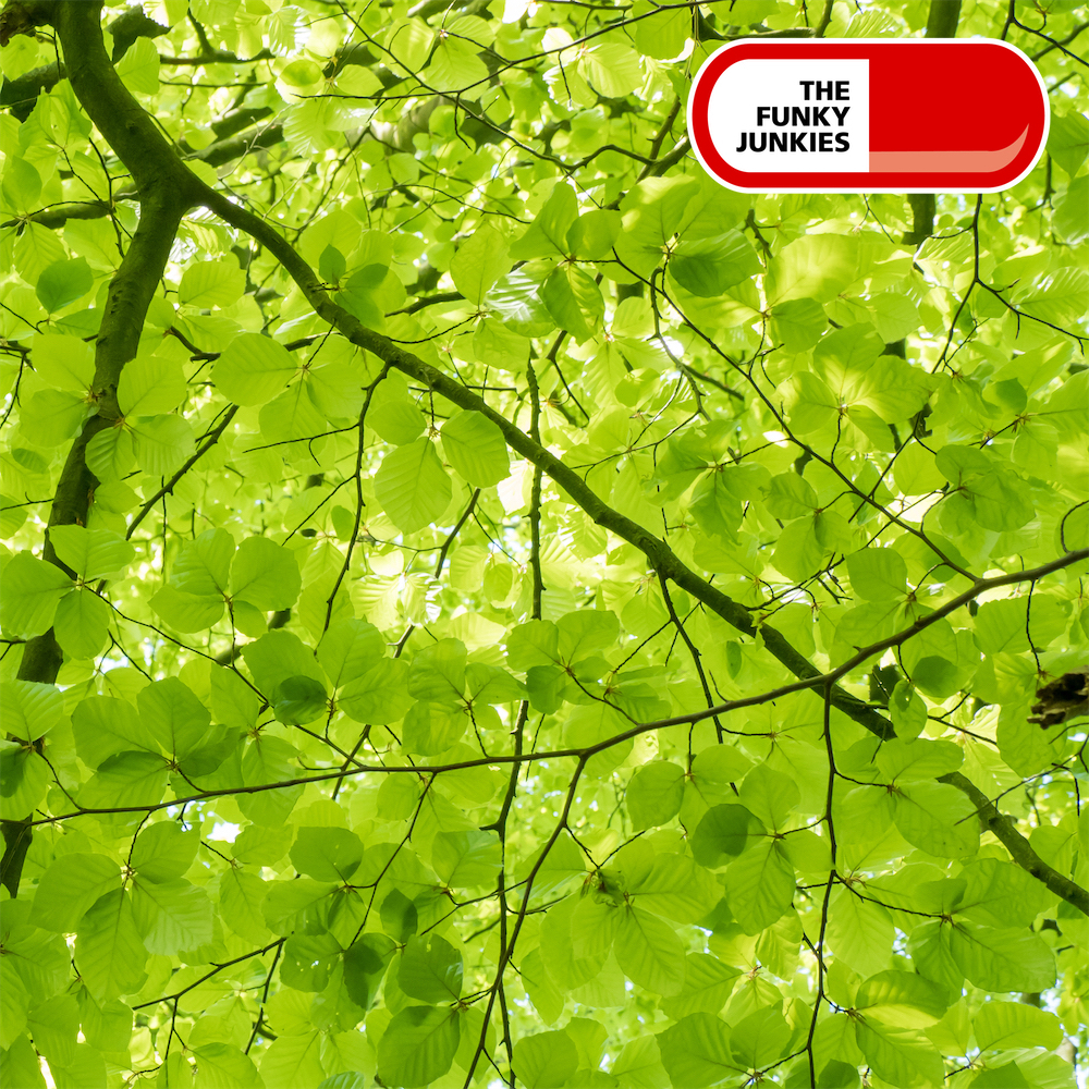 Country Folk : Summer