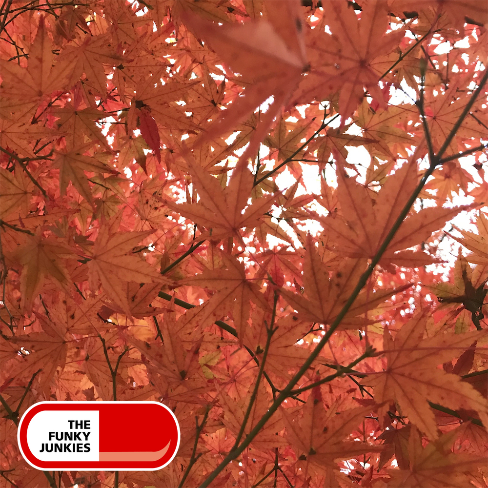 Country Folk : Autumn